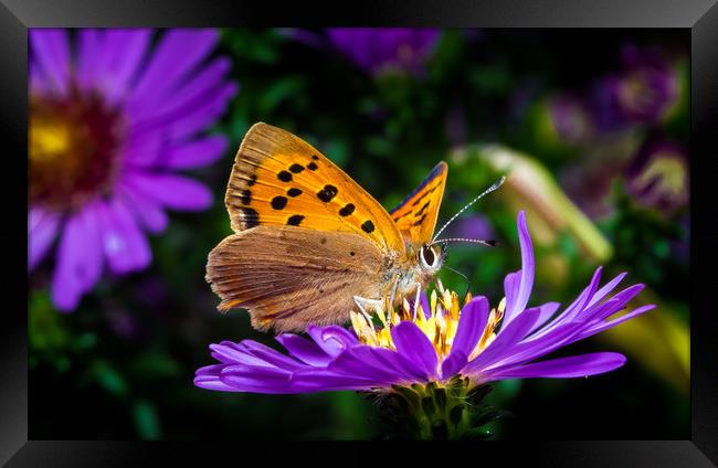 Small Copper Butterfly Framed Print by Colin Allen