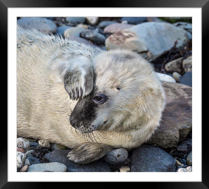 Seal Pup at Porthgain in Pembrokeshire. Framed Mounted Print by Colin Allen