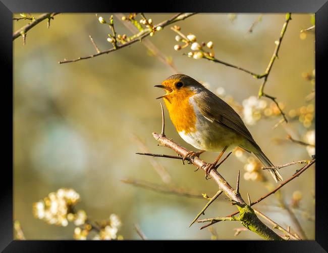 Robin and a Spring Song Framed Print by Colin Allen