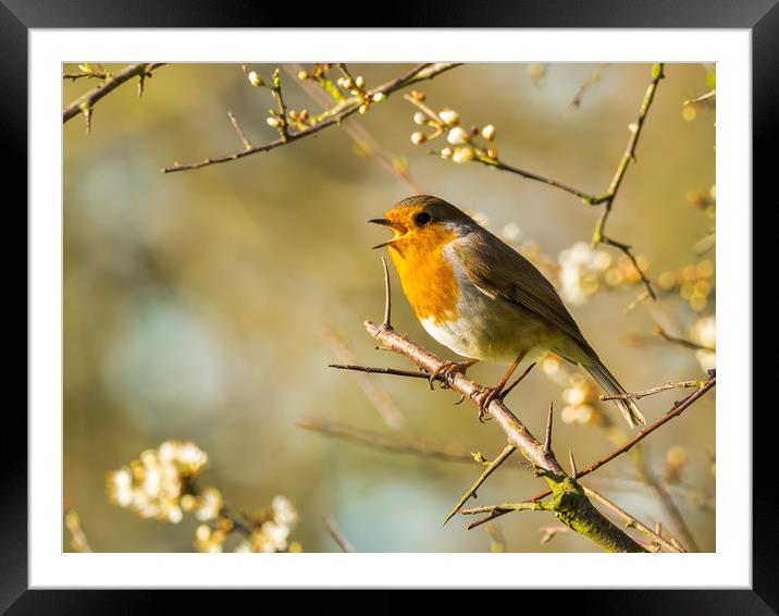Robin and a Spring Song Framed Mounted Print by Colin Allen