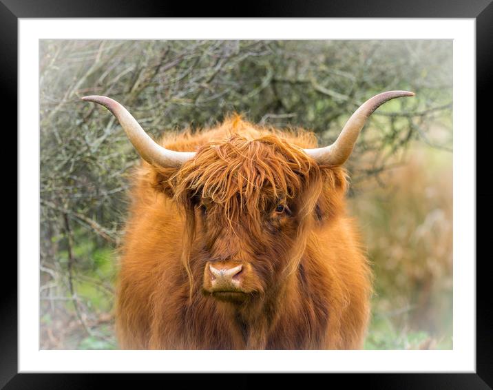 Highland Cow. Framed Mounted Print by Colin Allen