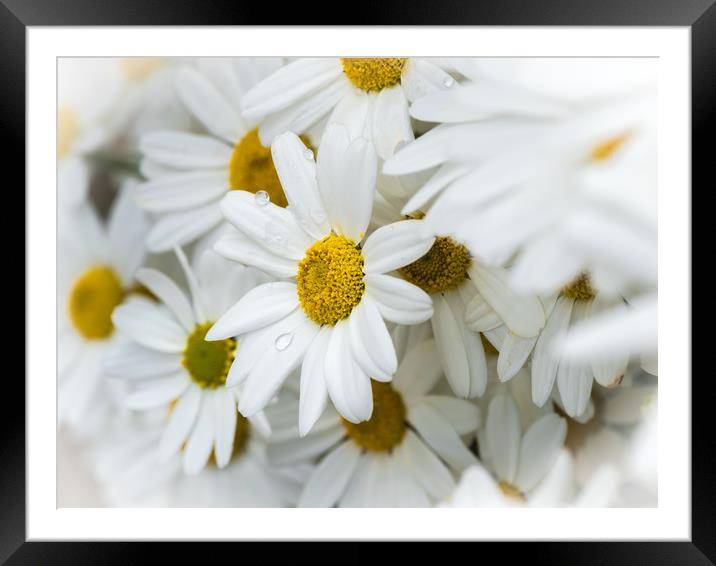 Oxeye Daisies.  Framed Mounted Print by Colin Allen