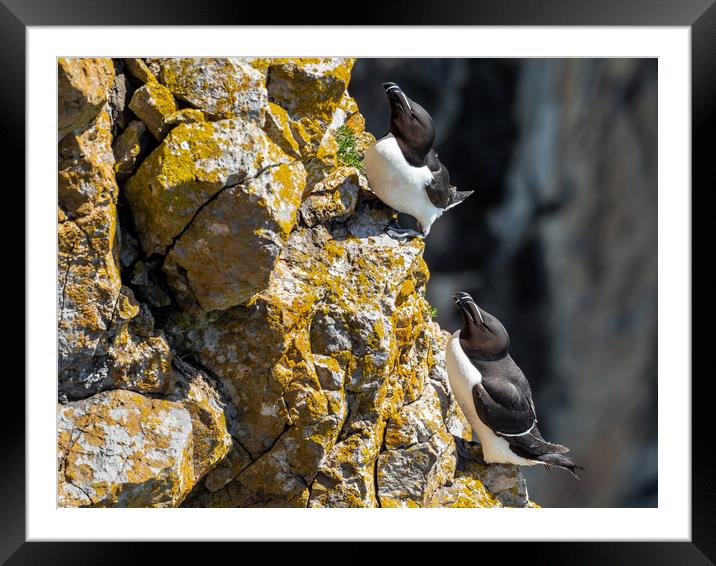Razorbills at Stack Rocks in Pembrokeshire, Wales. Framed Mounted Print by Colin Allen