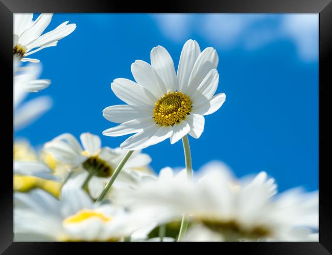 Oxeye Daisies. Framed Print by Colin Allen