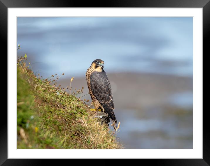 Peregrine Falcon. Framed Mounted Print by Colin Allen