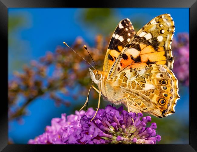 Painted Lady Butterfly. Framed Print by Colin Allen