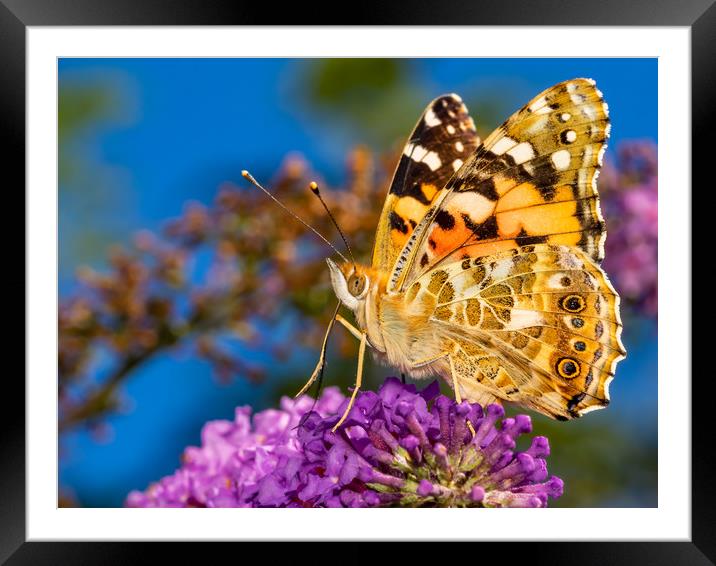 Painted Lady Butterfly. Framed Mounted Print by Colin Allen