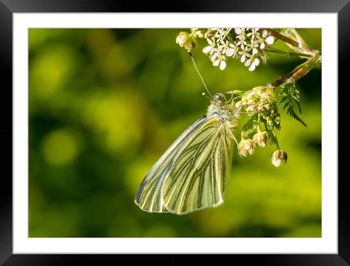 Green-Veined White Butterfly, Carmarthenshire. Framed Mounted Print by Colin Allen