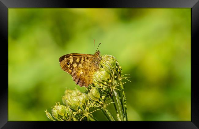 Speckled Wood Butterfly Framed Print by Colin Allen