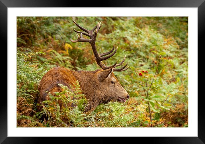 Stag on Ben Nevis, Scotland. Framed Mounted Print by Colin Allen
