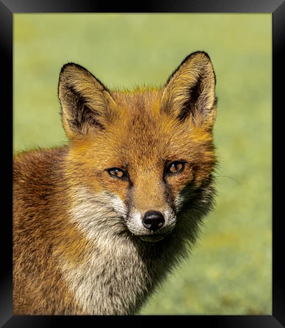 Red Fox. Framed Print by Colin Allen