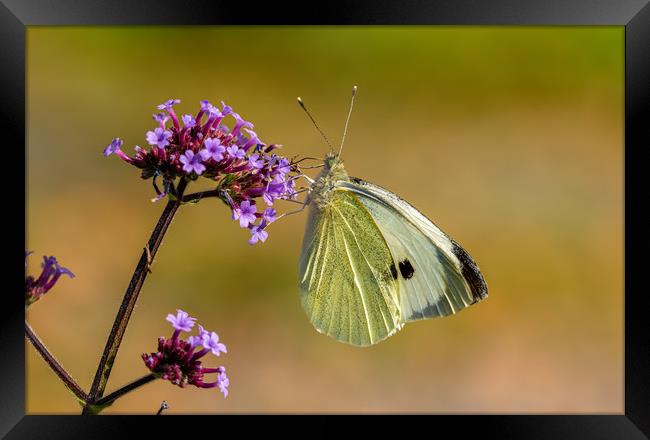 Large White Butterfly. Framed Print by Colin Allen