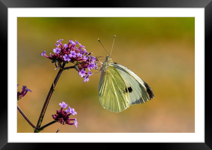Large White Butterfly. Framed Mounted Print by Colin Allen