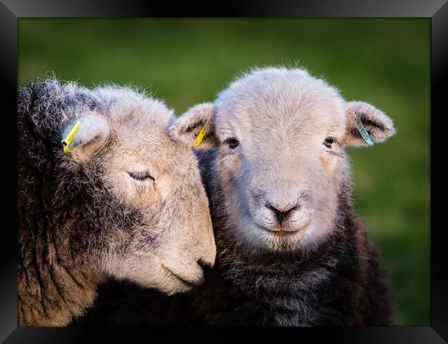 Herdwick Sheep. Framed Print by Colin Allen