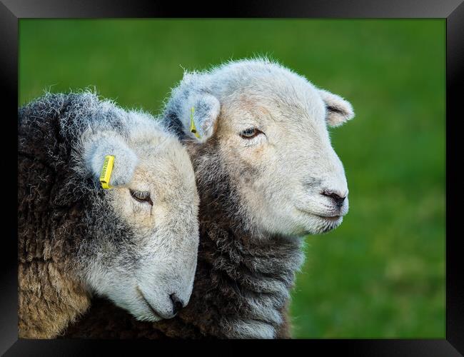 Herdwick Sheep. Framed Print by Colin Allen