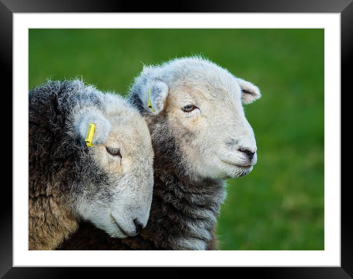 Herdwick Sheep. Framed Mounted Print by Colin Allen