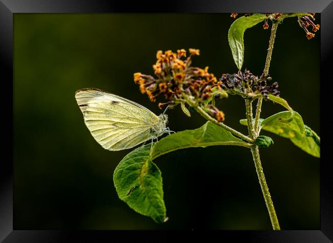 Large White Cabbage Butterfly. Framed Print by Colin Allen