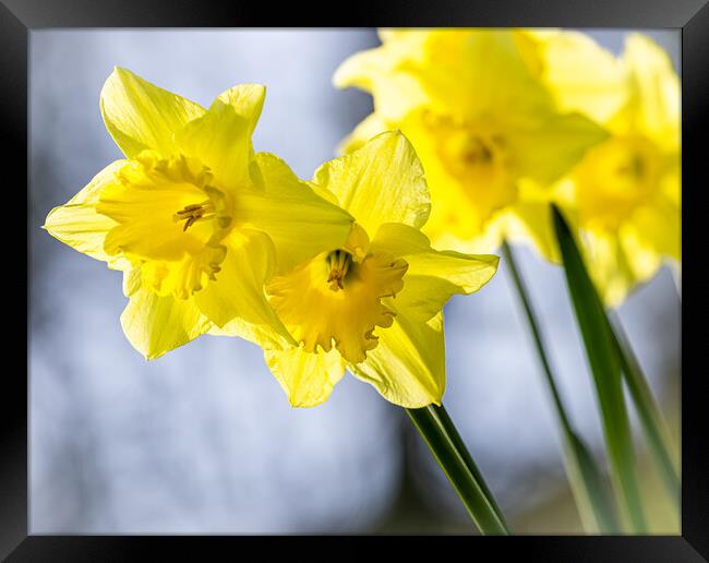 Daffodils Framed Print by Colin Allen
