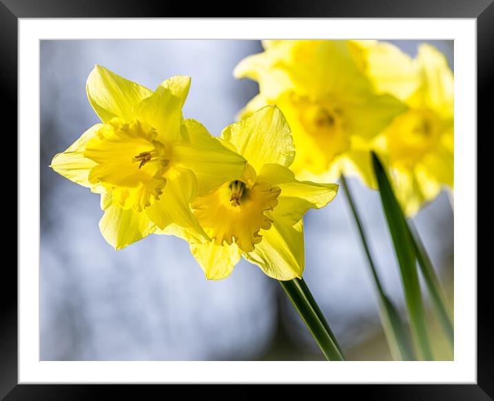 Daffodils Framed Mounted Print by Colin Allen