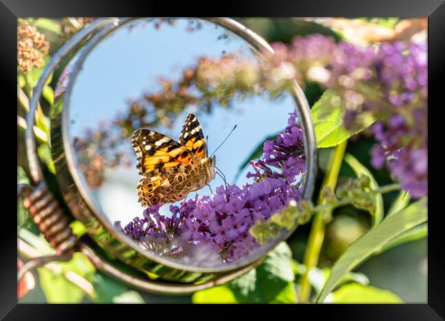 Painted Lady Butterfly in the Mirror. Framed Print by Colin Allen