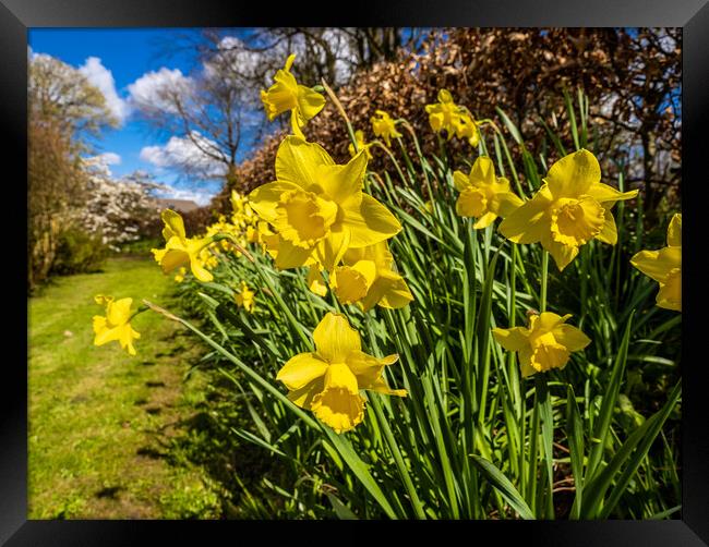 Daffodils in Spring. Framed Print by Colin Allen