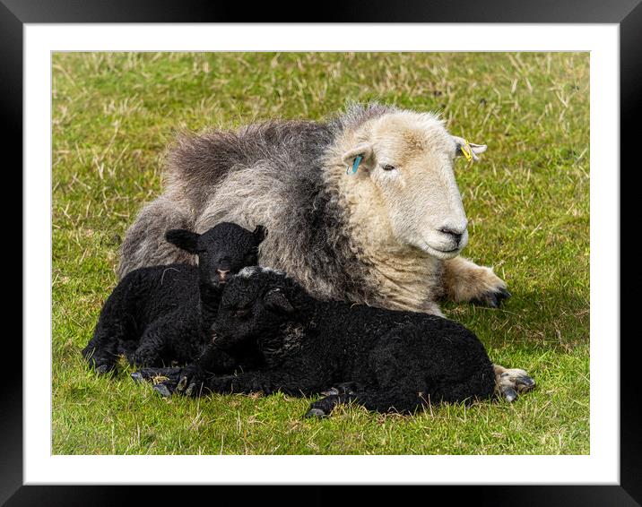 Herdwick Sheep - Mother And Twin Lambs. Framed Mounted Print by Colin Allen