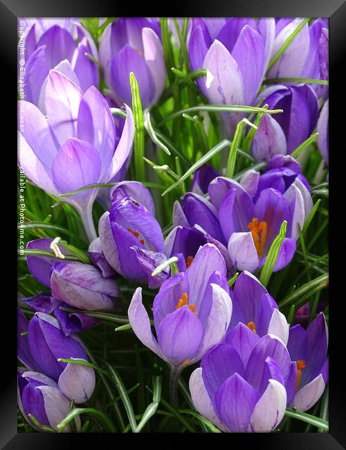                                Spring crocus Framed Print by Elizabeth Atkinson