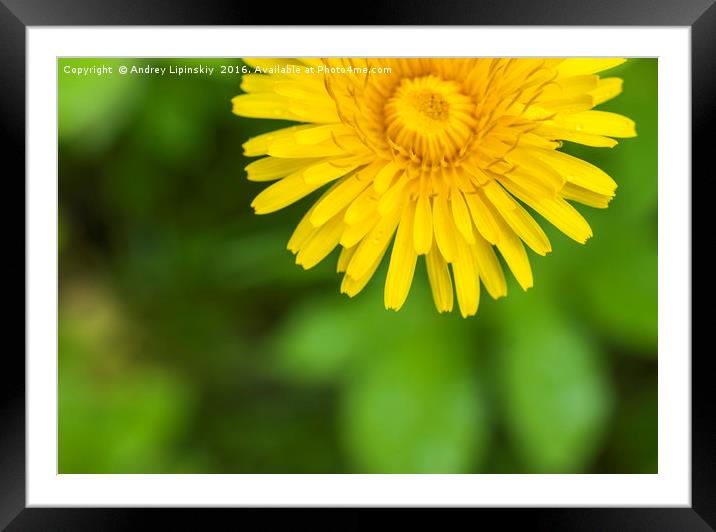large yellow blooming dandelion closeup Framed Mounted Print by Andrey Lipinskiy