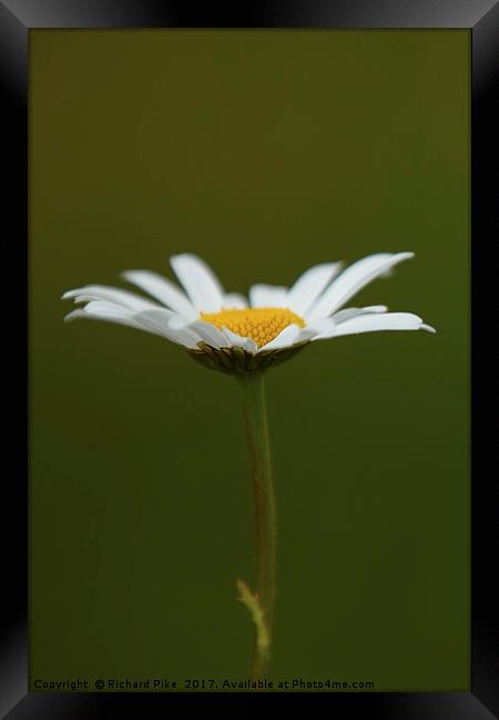 Daisy Framed Print by Richard Pike