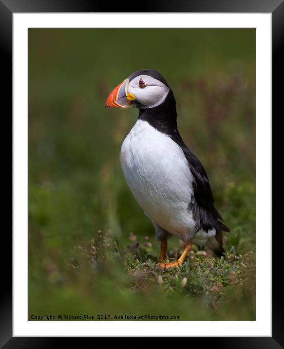Portrait of a Puffin Framed Mounted Print by Richard Pike