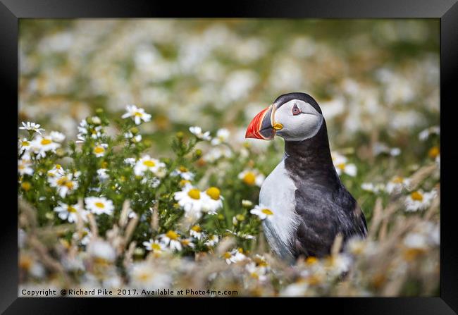 Puffin surrounded by Daisies Framed Print by Richard Pike