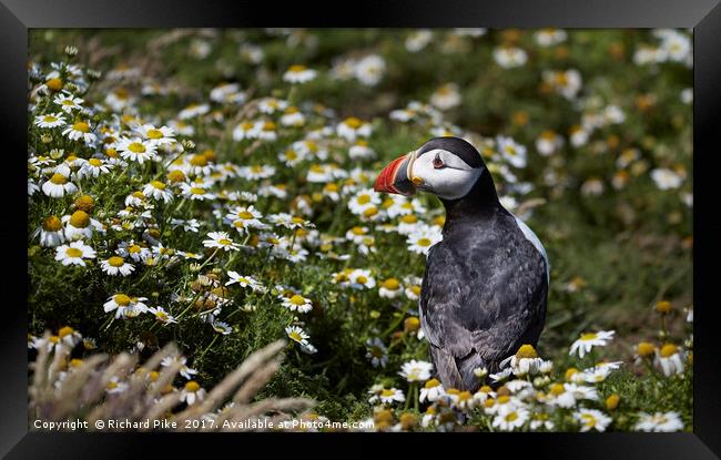 Puffin amongst the daisy Framed Print by Richard Pike