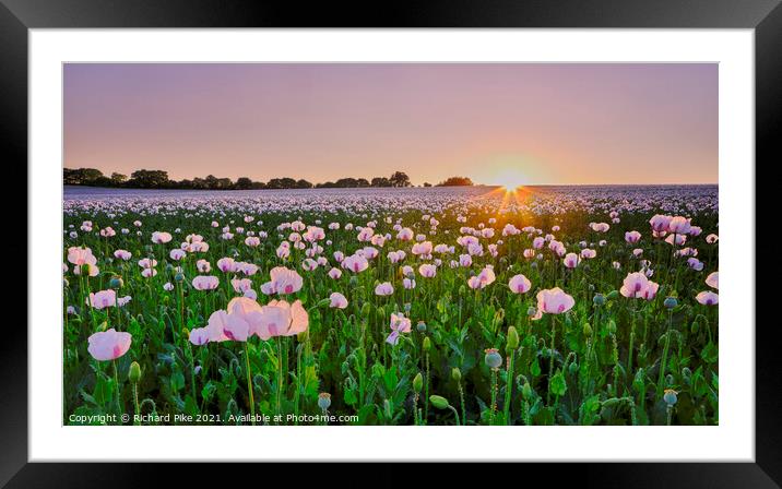 Sunset Over White Poppies Framed Mounted Print by Richard Pike