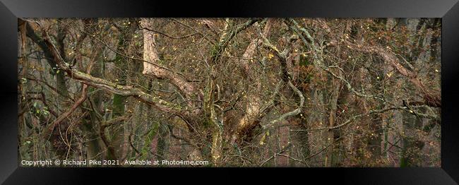Branching out Framed Print by Richard Pike