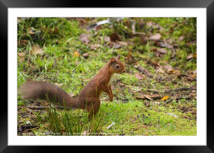 Squirrel Nutkin Framed Mounted Print by Jennifer Farley