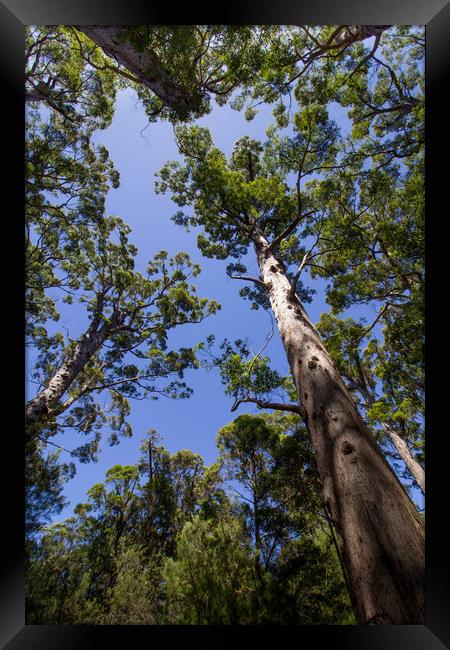 Tall Trees at Valley of the Giants, Australia  Framed Print by Jenny Dignam