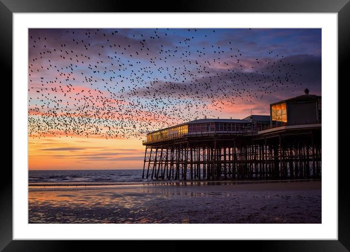 Starling Murmation at North Pier, Blackpool Framed Mounted Print by Phil Clayton