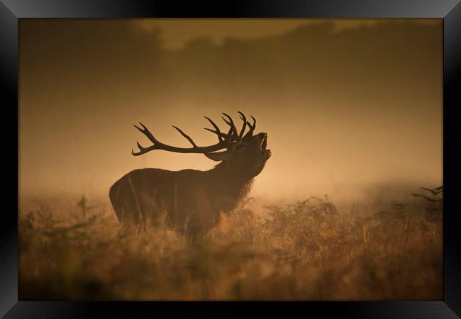 The red deer rut Framed Print by Simon Booth