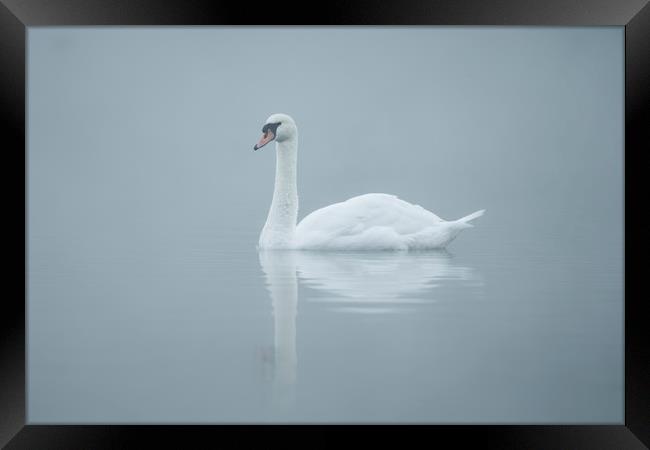 Mute swan, Cygnus olor Framed Print by Simon Booth