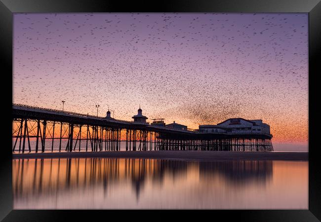 Starlings swarming over Blackpool north pier, Lanc Framed Print by Simon Booth