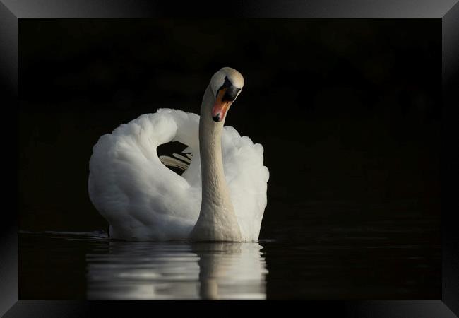 Mute swan, Cygnus olor Framed Print by Simon Booth
