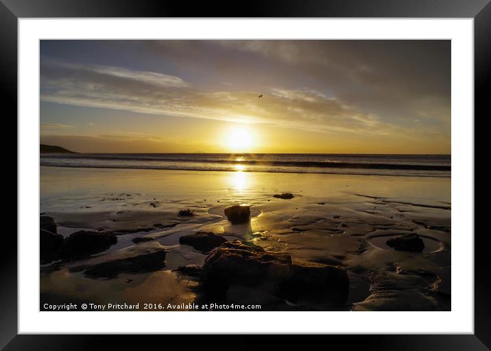 Lone Seagull at Whitmore Bay Framed Mounted Print by Tony Pritchard