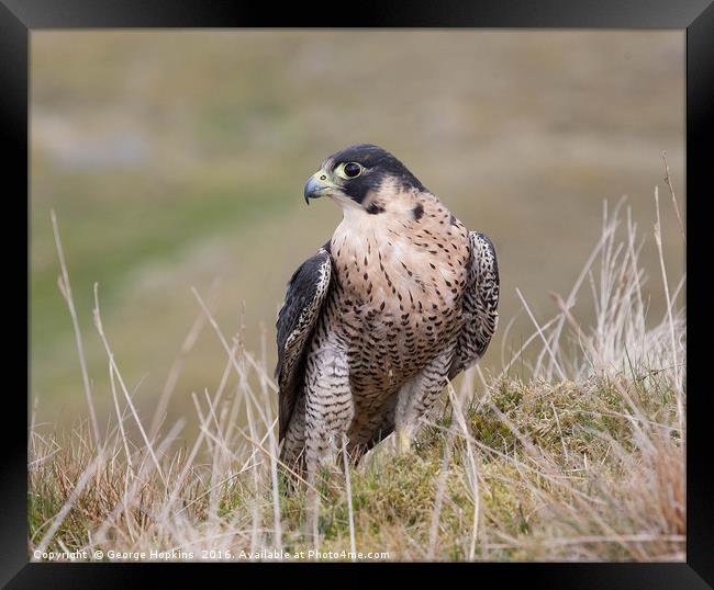 Peregrine on Grassy Moorland Framed Print by George Hopkins