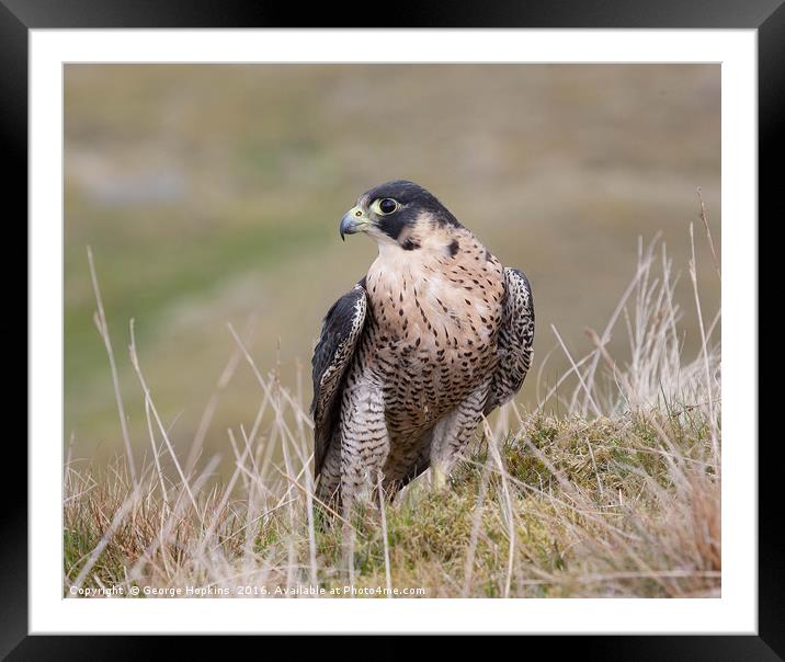 Peregrine on Grassy Moorland Framed Mounted Print by George Hopkins