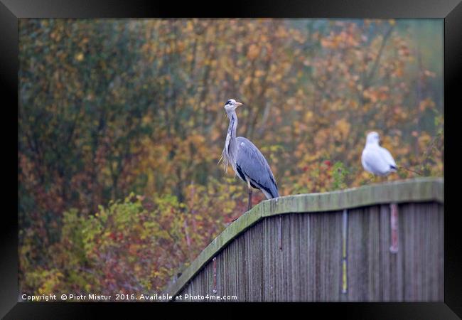 Heron Framed Print by Piotr Mistur