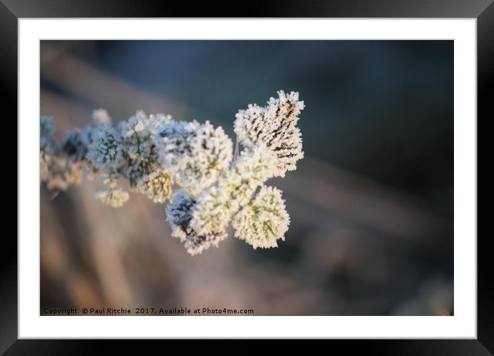 Frozen plant at sunrise Framed Mounted Print by Paul Ritchie