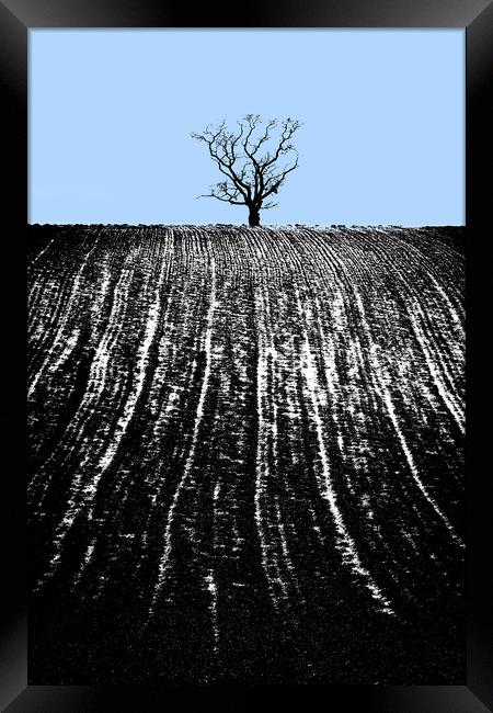 single tree in field Framed Print by mike morley