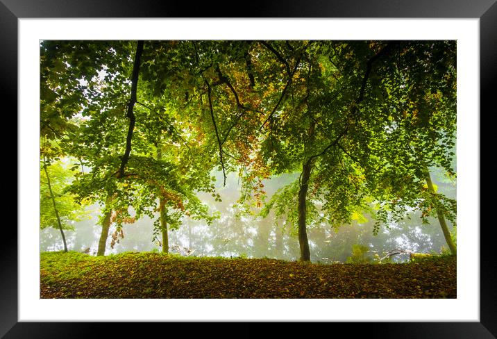 riverside trees Framed Mounted Print by mike morley