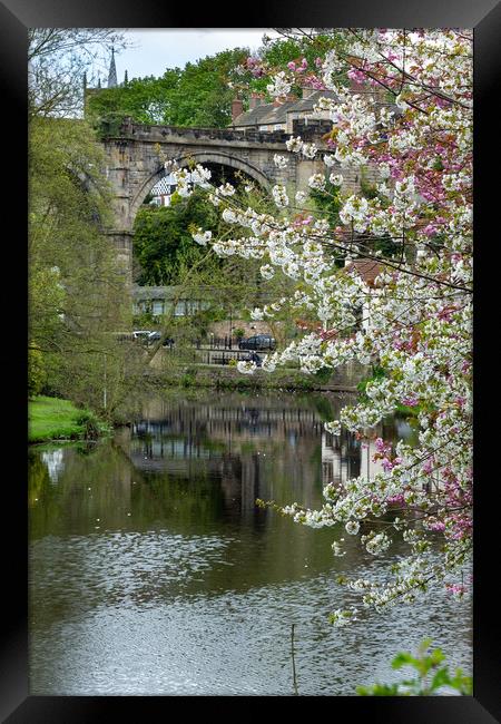 Knaresborough Viaduct with blossom Framed Print by mike morley