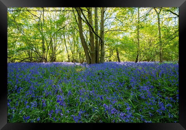 Spring sun bluebells in woods near Knaresborough Framed Print by mike morley